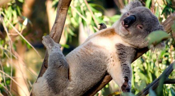 Kaç saat uykusuz durdunuz uykuya doymayan bir koala mısınız yoksa :D 🐨 ?