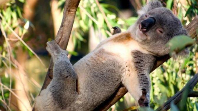 Kaç saat uykusuz durdunuz uykuya doymayan bir koala mısınız yoksa :D 🐨 ?
