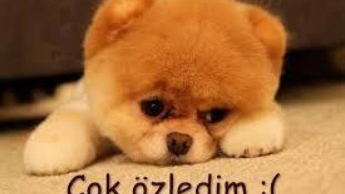 Sevgiliye özlemi nasıl tarif edersiniz?