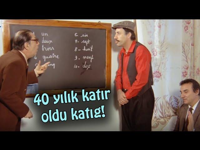 Bilgi sorusu: At ile eşeğin yavrusuna verilen isim nedir?