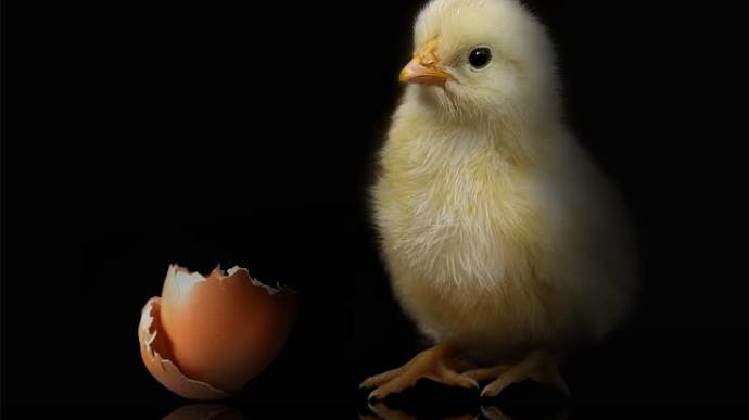 Karışık sorular: Tavuk mu yumurtadan çıkar, yumurta mı tavuktan çıkar?