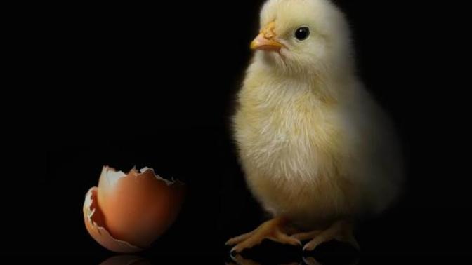 Karışık sorular: Tavuk mu yumurtadan çıkar, yumurta mı tavuktan çıkar?