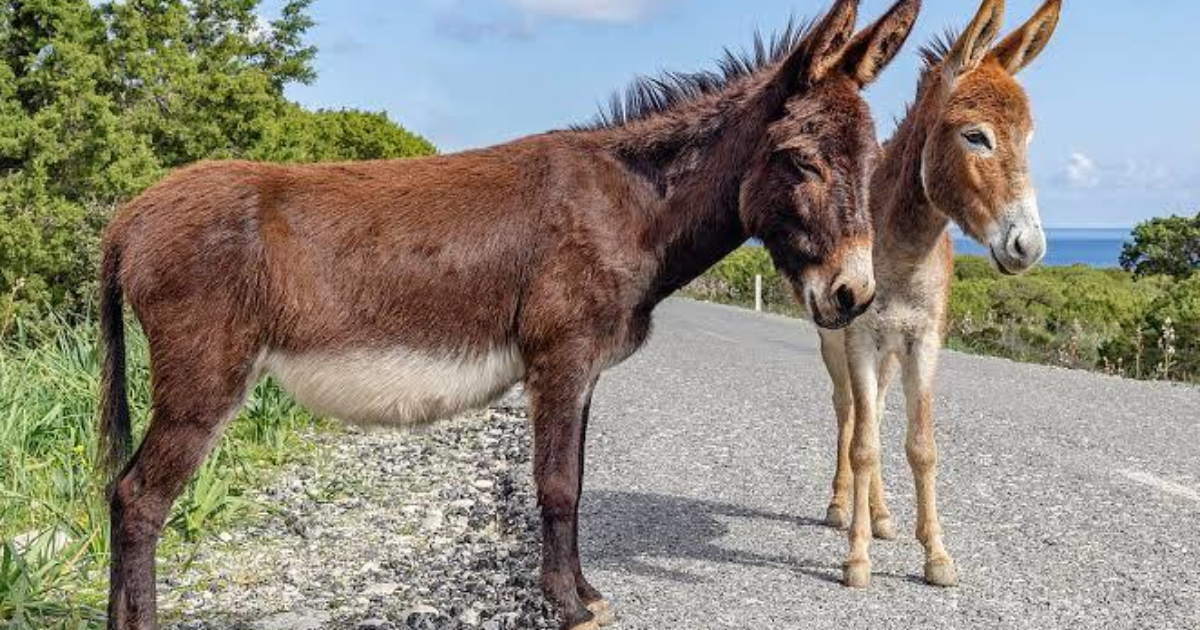 Bilgi Sorusu Esegin Yavrusuna Verilen Isime Ne Denir Kizlarsoruyor Bilgi Sorusu Esegin Yavrusuna Verilen Isime Ne Denir Kizlarsoruyor