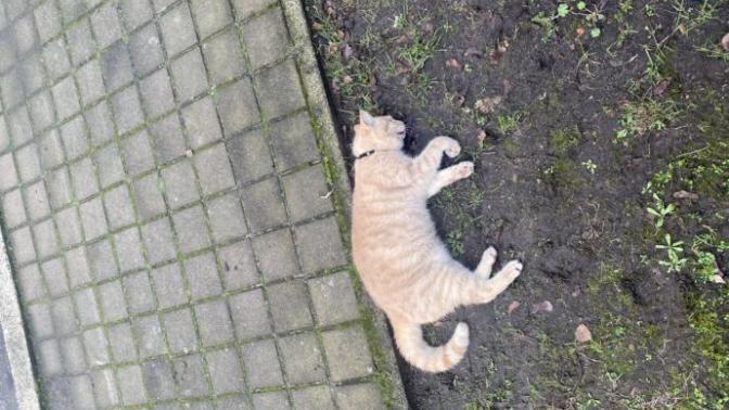 Kedim oldu çok mutsuzum uyumadım tüm gece, nasıl düzeleceğim?