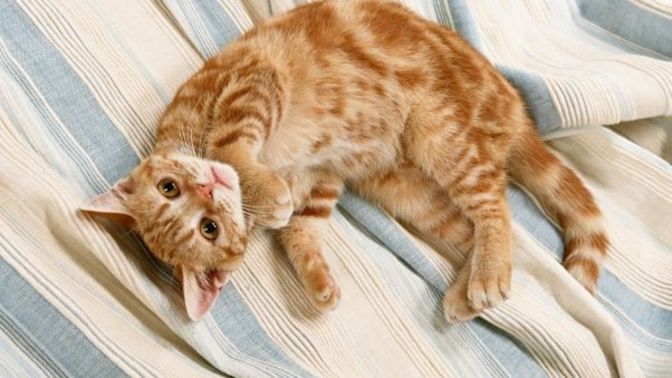 1 kilo kedi maması kaç gün yeter?