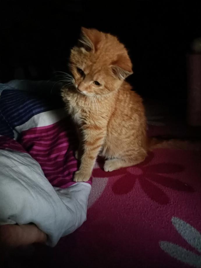 Kedi besliyormusunuz?