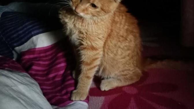 Kedi besliyormusunuz?