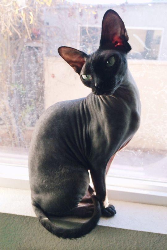 Kedi sahiplenmek istiyorum, ne yapmam nelere dikkat etmem gerekir?