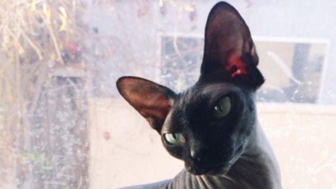 Kedi sahiplenmek istiyorum, ne yapmam nelere dikkat etmem gerekir?