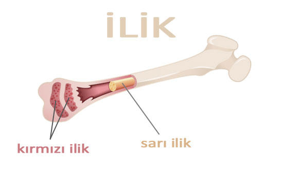 İliklerini kurutucam ne demek?
