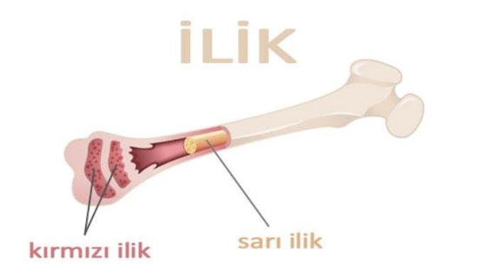 İliklerini kurutucam ne demek?