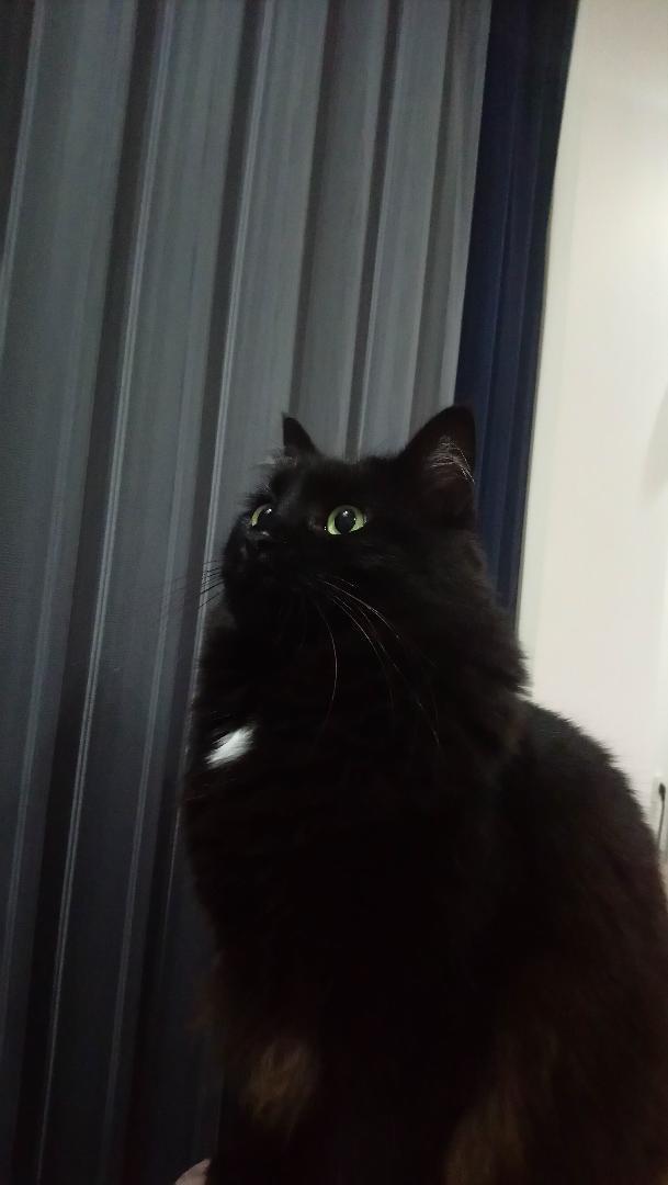 Gece kızım.