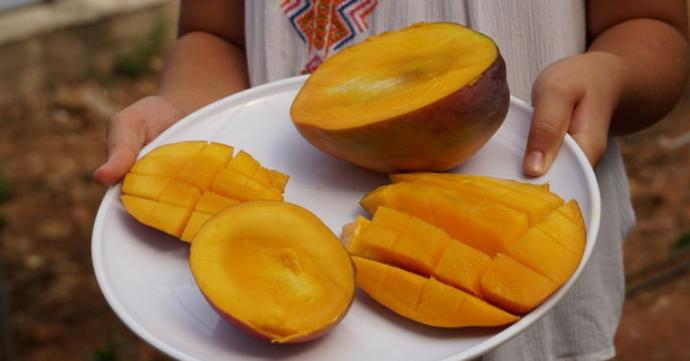 Arkadaşlar aranızda hiç mango meyvesi yiyen var mı yiyen varsa yaşı neye benziyor?