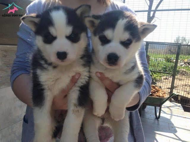 Husky. Bu yavrular neden bu kadar çok tatlılar 💓?