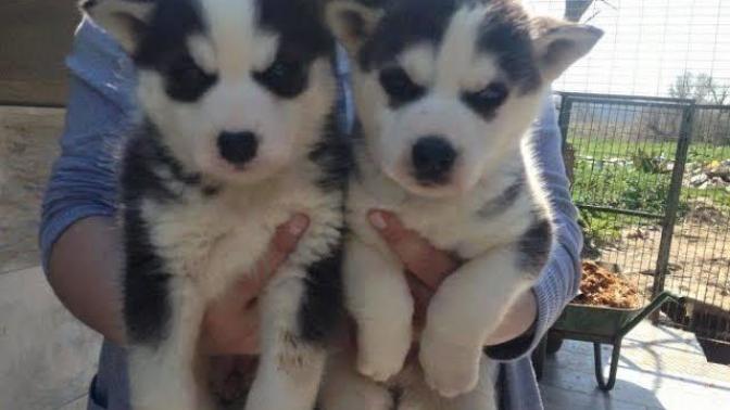 Husky. Bu yavrular neden bu kadar çok tatlılar 💓?