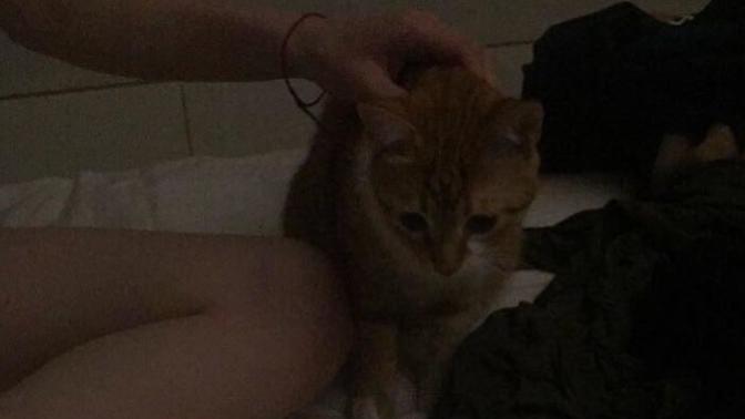 Sokakta yavru kedi buldum, hiçbir şey yemiyor. Neden olabilir?