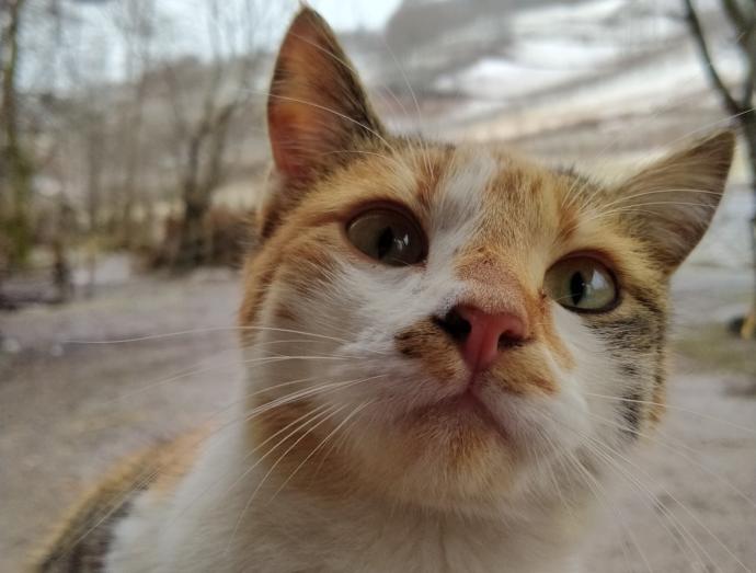 Kedilerin en sevdiğiniz huyu ne?