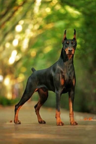 Bekçi köpeği sahiplenmek istiyorum?