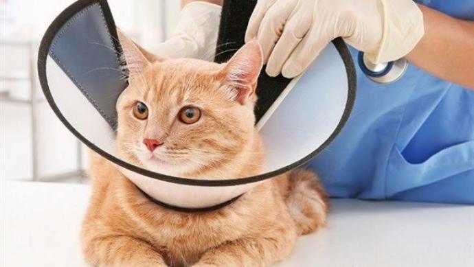 Kedim ameliyat yerindeki dikişlerini söktü veteriner bebek zıbını giydir dedi ama çıkarıyor ne yapabilirim?