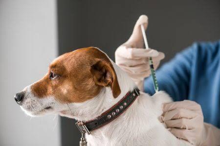 Kedi ve köpeklerin kısırlaştırılması doğaya aykırı mıdır?