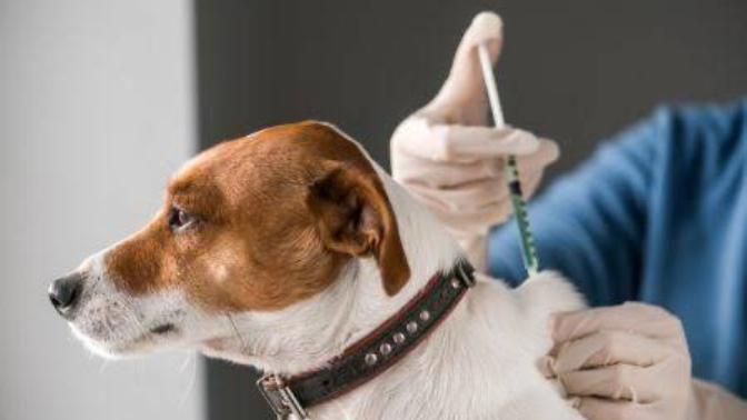 Kedi ve köpeklerin kısırlaştırılması doğaya aykırı mıdır?