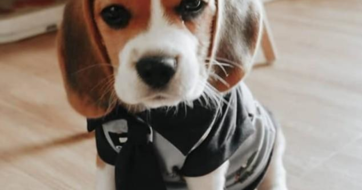 köpek satmak istiyorum
