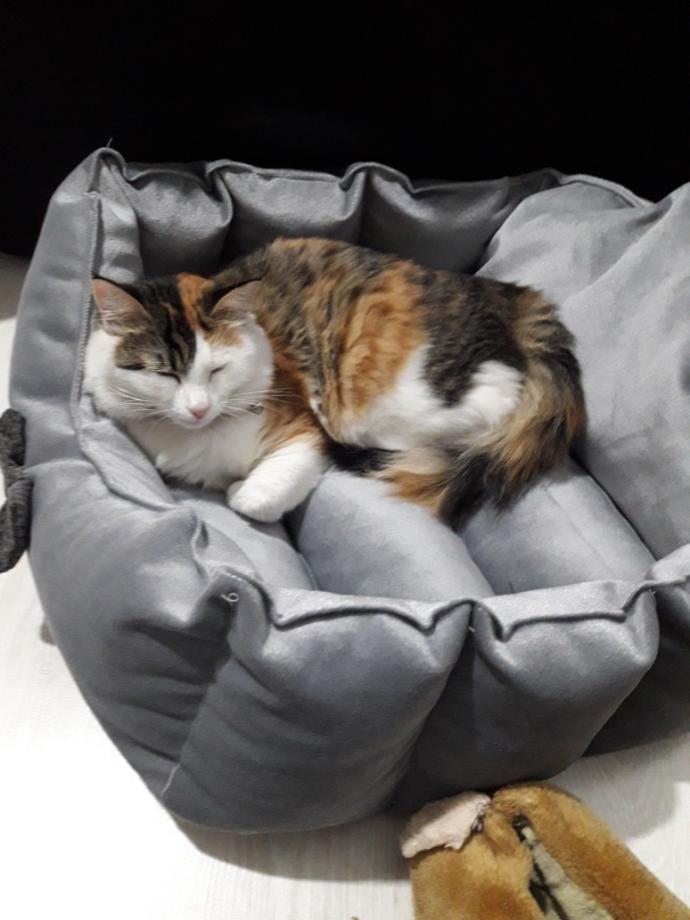 Eve kedi almak istiyorum. Babamı nasıl ikna edebilirim?