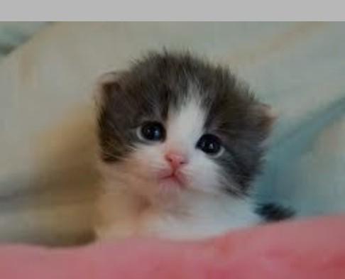 Eve kedi almak istiyorum. Babamı nasıl ikna edebilirim?