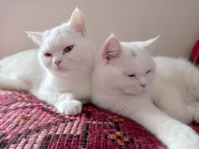 Eve kedi almak istiyorum. Babamı nasıl ikna edebilirim?