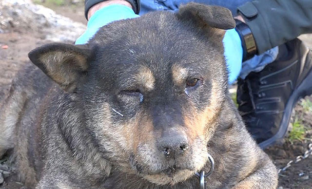 Bahçesine giren komşusunun köpeğini sopayla vurarak ölümüne sebep oldu,Tavuklarımı kurtarmak istedim dedi. Ne düşünüyorsunuz?