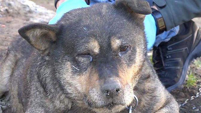 Bahçesine giren komşusunun köpeğini sopayla vurarak ölümüne sebep oldu,"Tavuklarımı kurtarmak istedim" dedi. Ne düşünüyorsunuz?