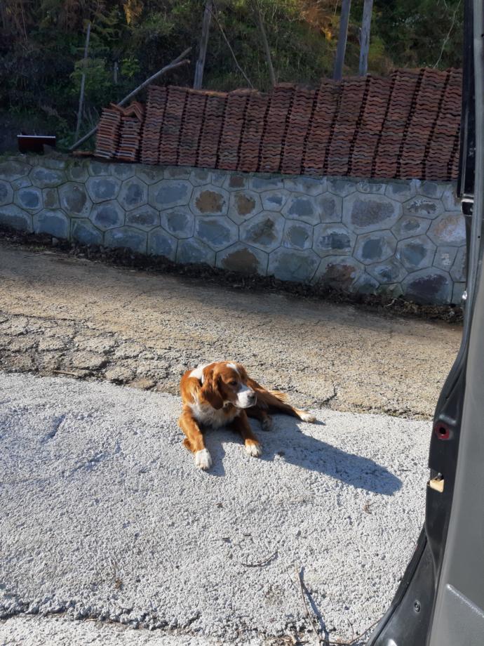 Böyle bir kopeğiniz olsa onunla neler yapardınız?