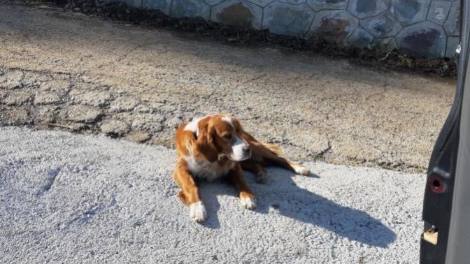 Böyle bir kopeğiniz olsa onunla neler yapardınız?