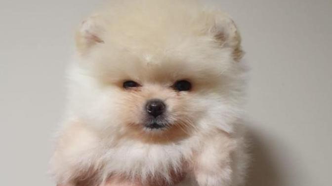 Yaratıcı köpek isimleri?
