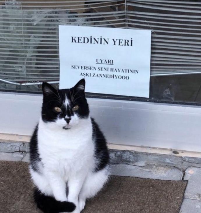 Siz de bu kedi gibi sizi her seveni hayatınızın aşkı zannediyor musunuz?