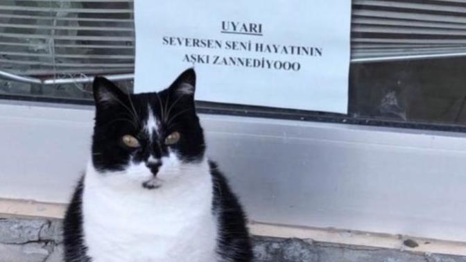 Siz de bu kedi gibi sizi her seveni "hayatınızın aşkı" zannediyor musunuz?