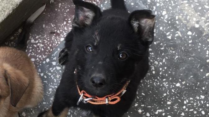 Köpeğimin cinsi ne?