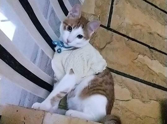 Kısırlaştırılmış kediler ne kadar süre kısırlaştırılmış kedi maması yer?
