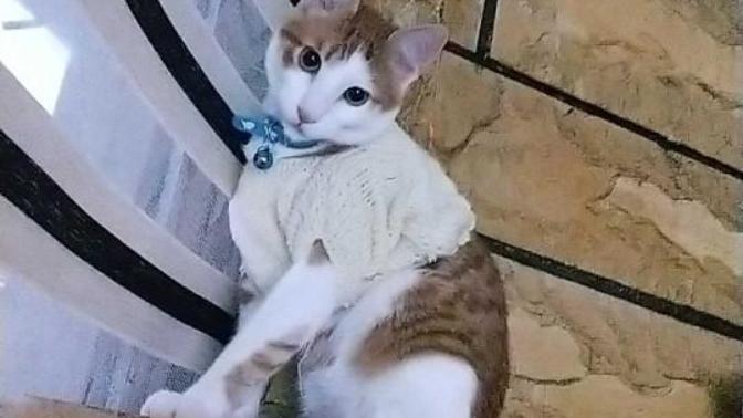 Kısırlaştırılmış kediler ne kadar süre kısırlaştırılmış kedi maması yer?