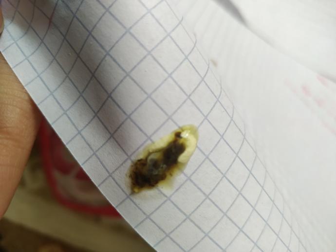 Kuştan anlayan var mı?