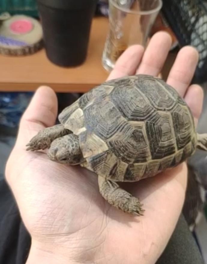 İzmir su kaplumbağası nerden bulabilirim?