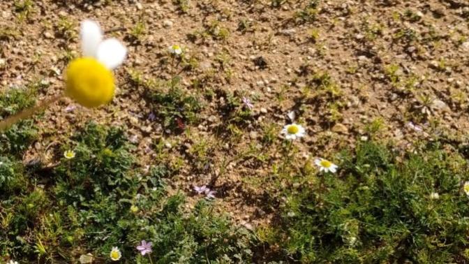 Papatyanın son kararı ne olmuştur?