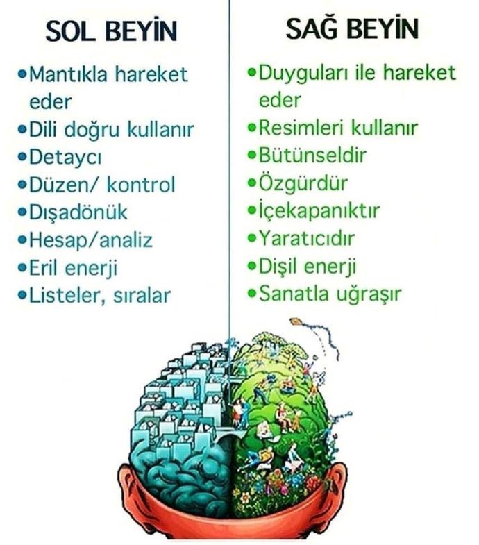 Beyninizin hangi yönü daha baskın? Sağ mı yoksa sol mu?