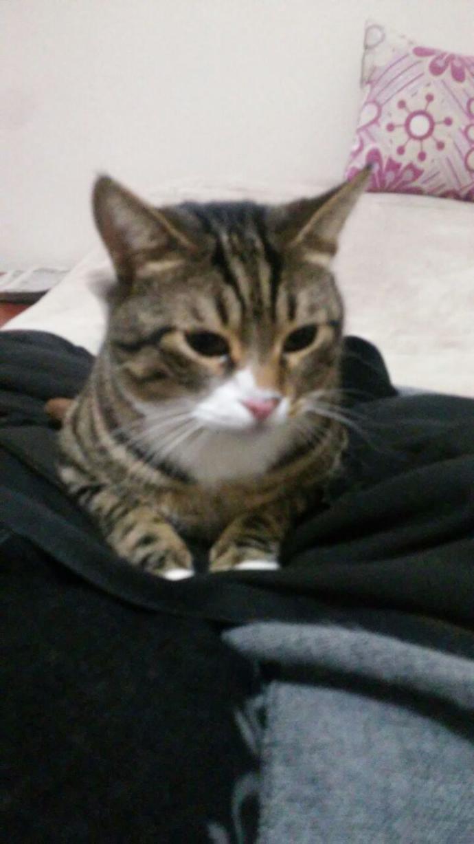 Bu benim şebeğim