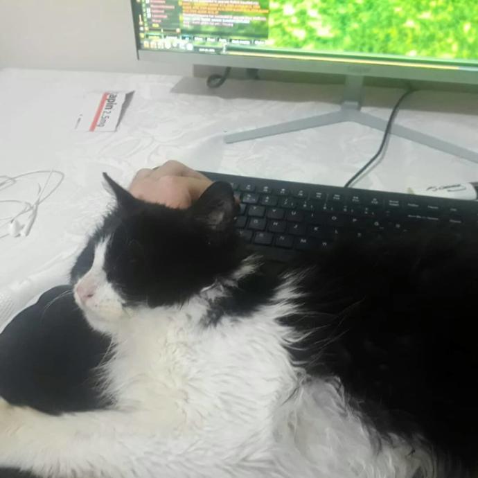 Evcil dostlarınıza manzara izletiyor musunuz?