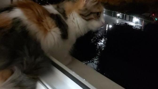 Evcil dostlarınıza manzara izletiyor musunuz?