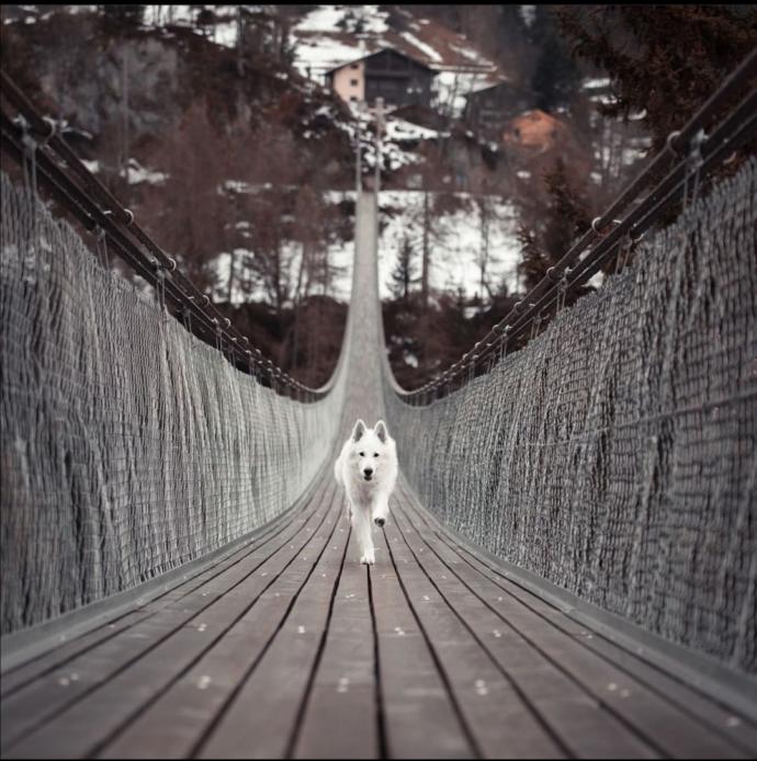 Seni hiç köpek kovaladı mı?