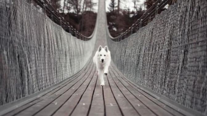 Seni hiç köpek kovaladı mı?