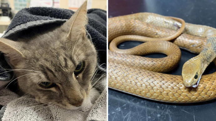 Avustralyada iki çocuğu zehirli yılandan kurtaran Arthur isimli kedi hayatını kaybetti. Kahraman kedi hakkında ne düşünüyorsunuz?