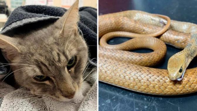 Avustralya'da iki çocuğu zehirli yılandan kurtaran Arthur isimli kedi hayatını kaybetti. Kahraman kedi hakkında ne düşünüyorsunuz?